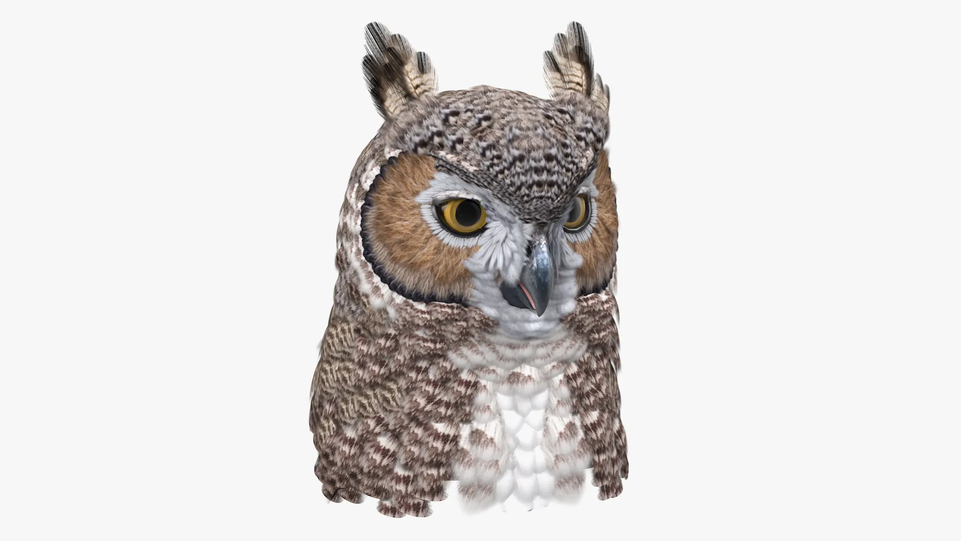 Great Horned Owl Head 3D model