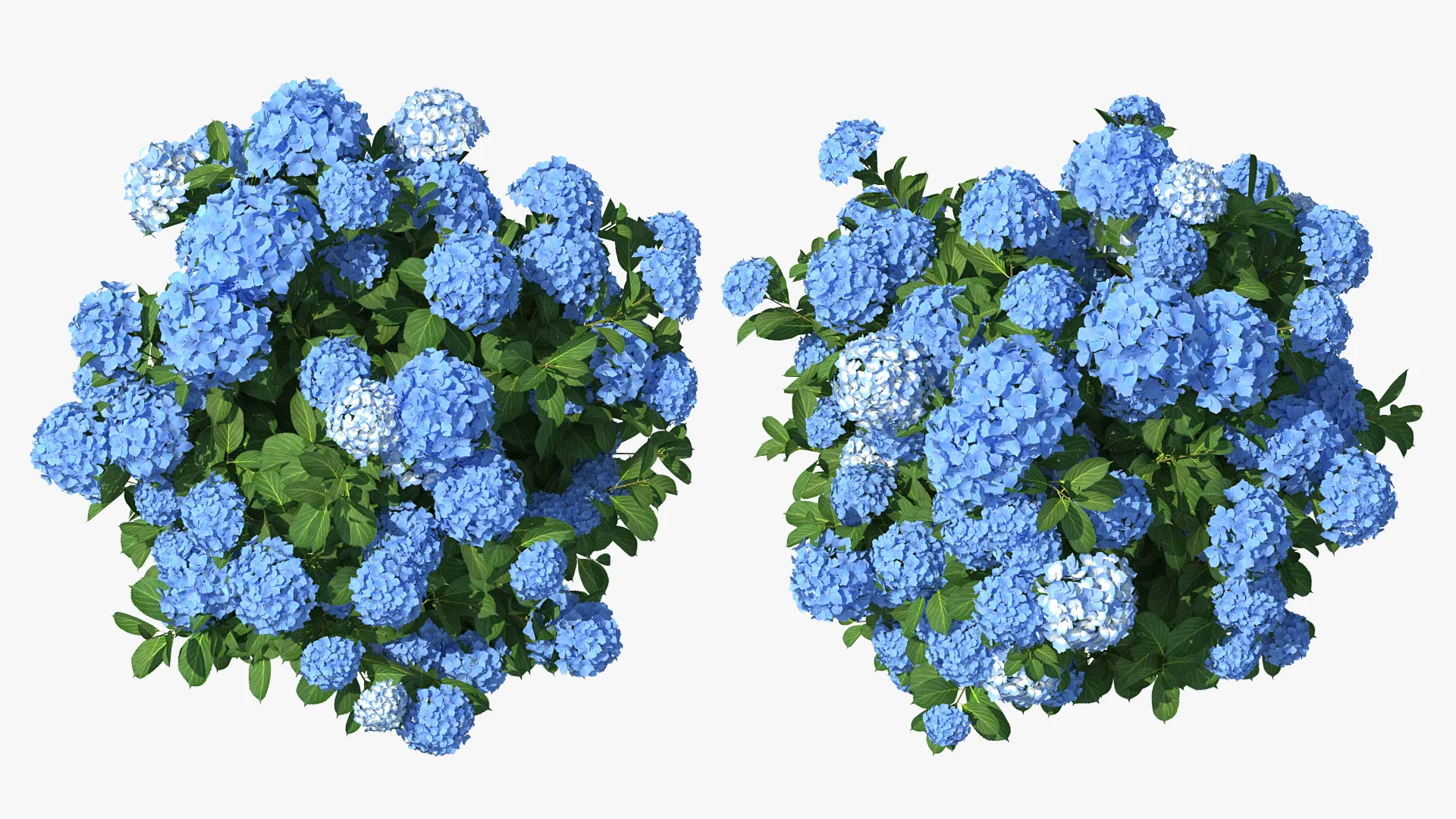 Blue Box Ph Hydrangea Macrophylla Nikko Blue Bush 3D model | CGTrader