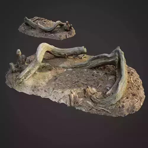 3d scanned nature forest stuff 005
