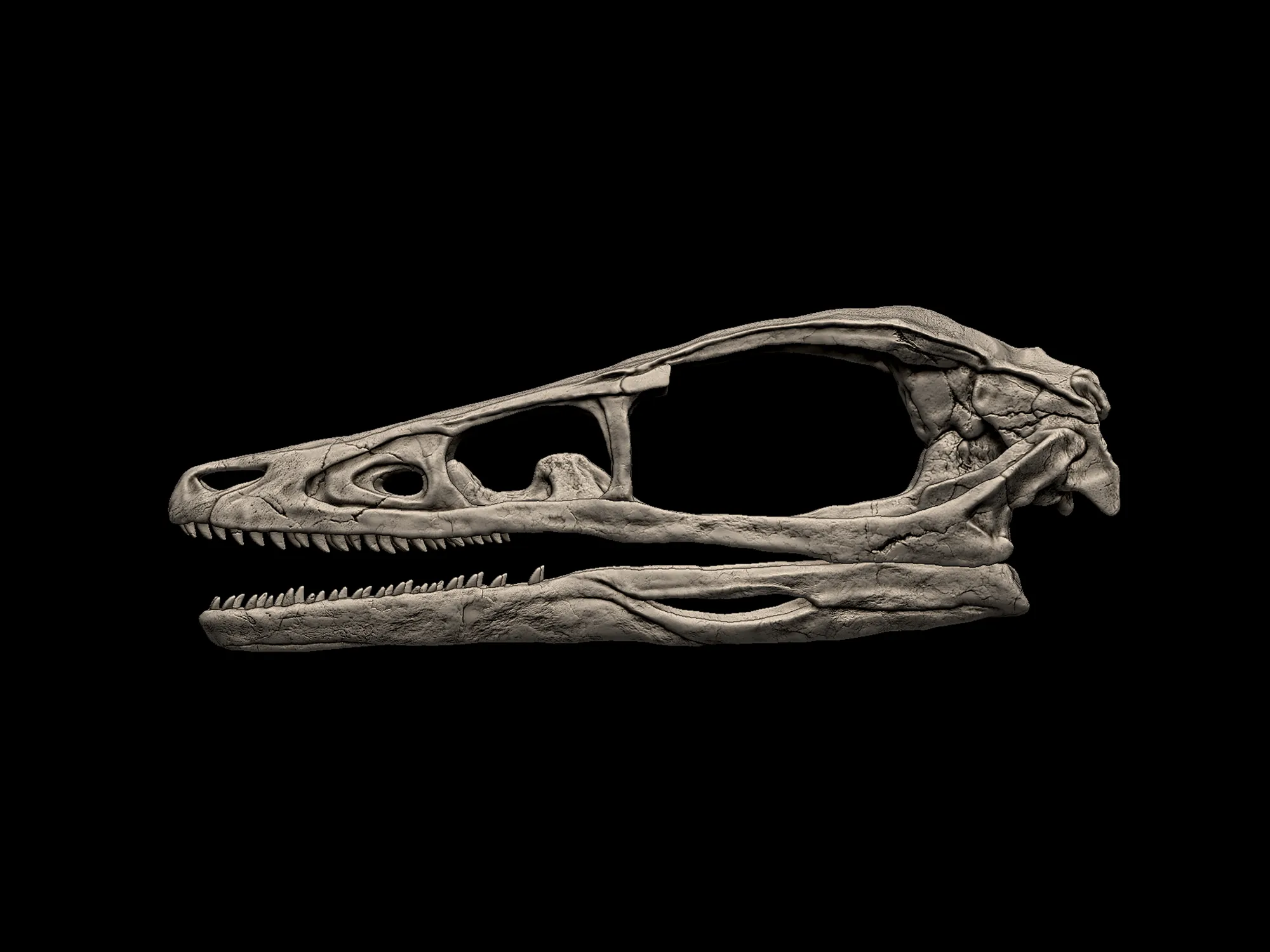 Sinovenator Skull 3D print model
