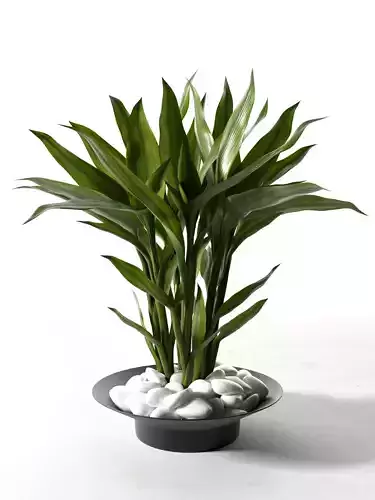 Feng Shui Lucky Bamboo Plant 3D model