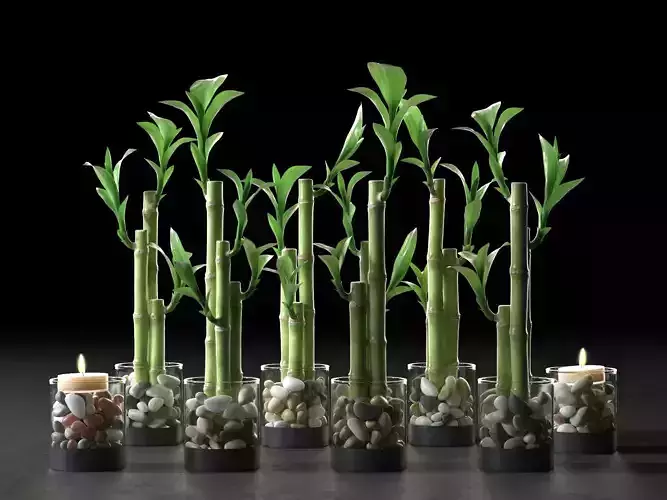 Lucky Bamboo Centerpiece 3D model