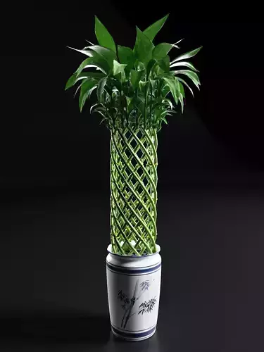 Spiral Tower Bamboo Arrangement