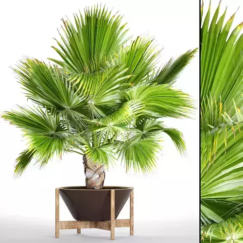 Palm tree Brahea edulis 1 3D model