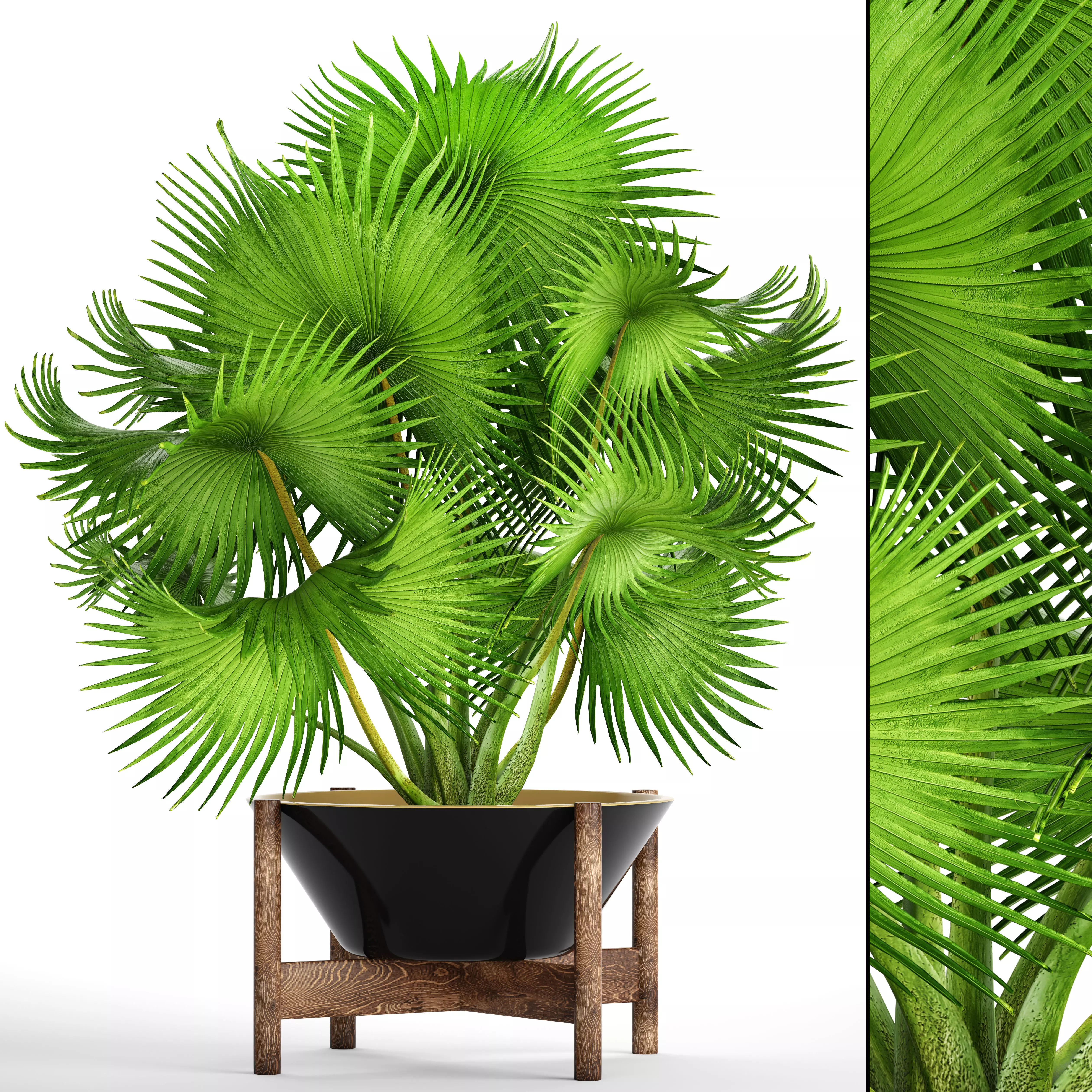 Palm tree 3D model_0