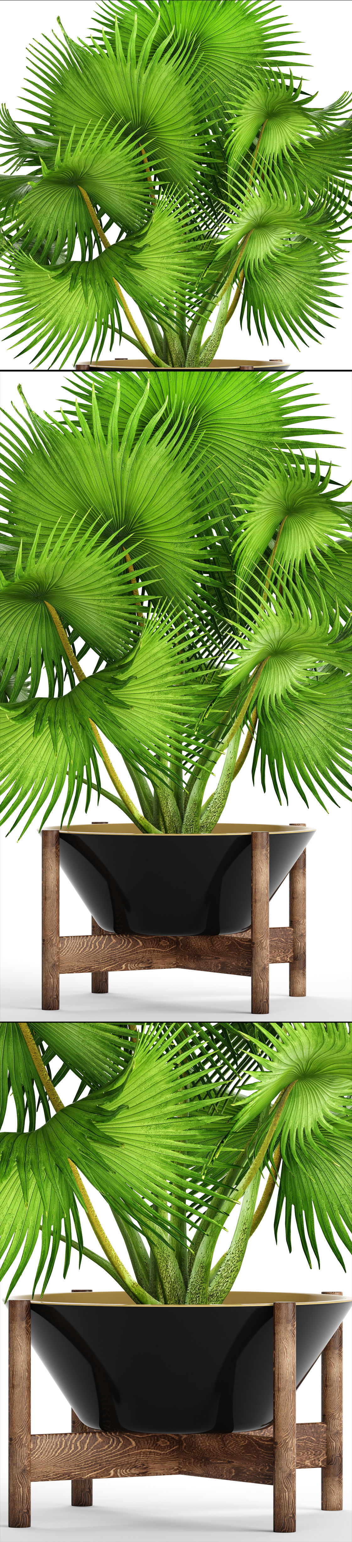 Palm tree 3D model_9