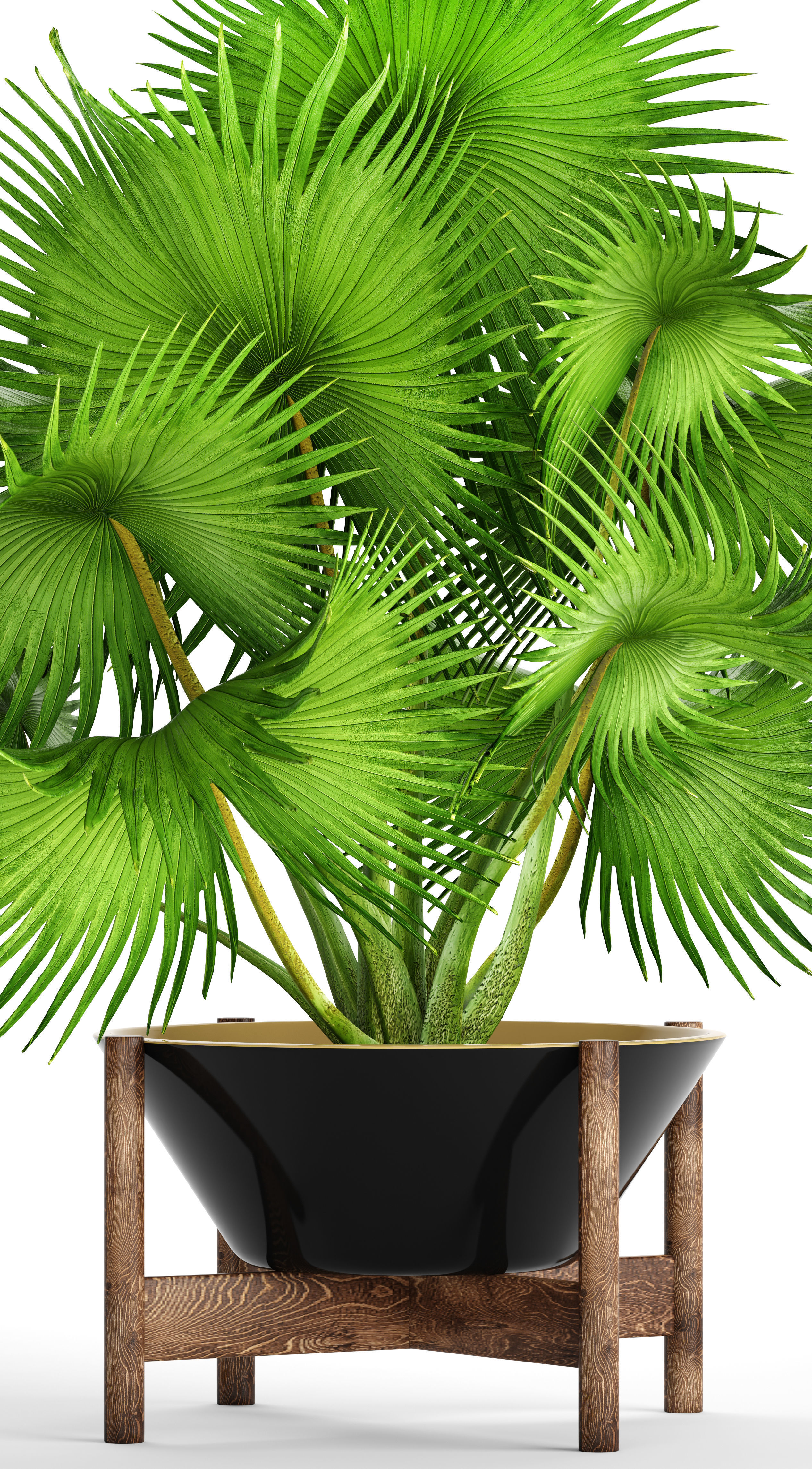 Palm tree 3D model_1