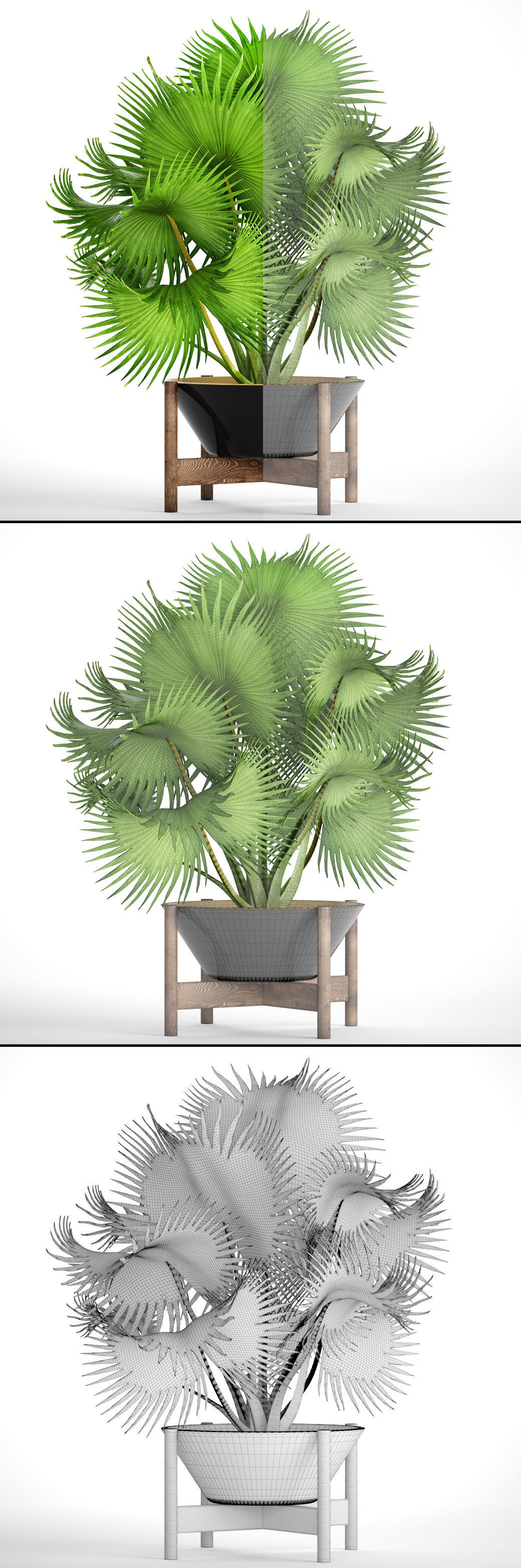 Palm tree 3D model_7