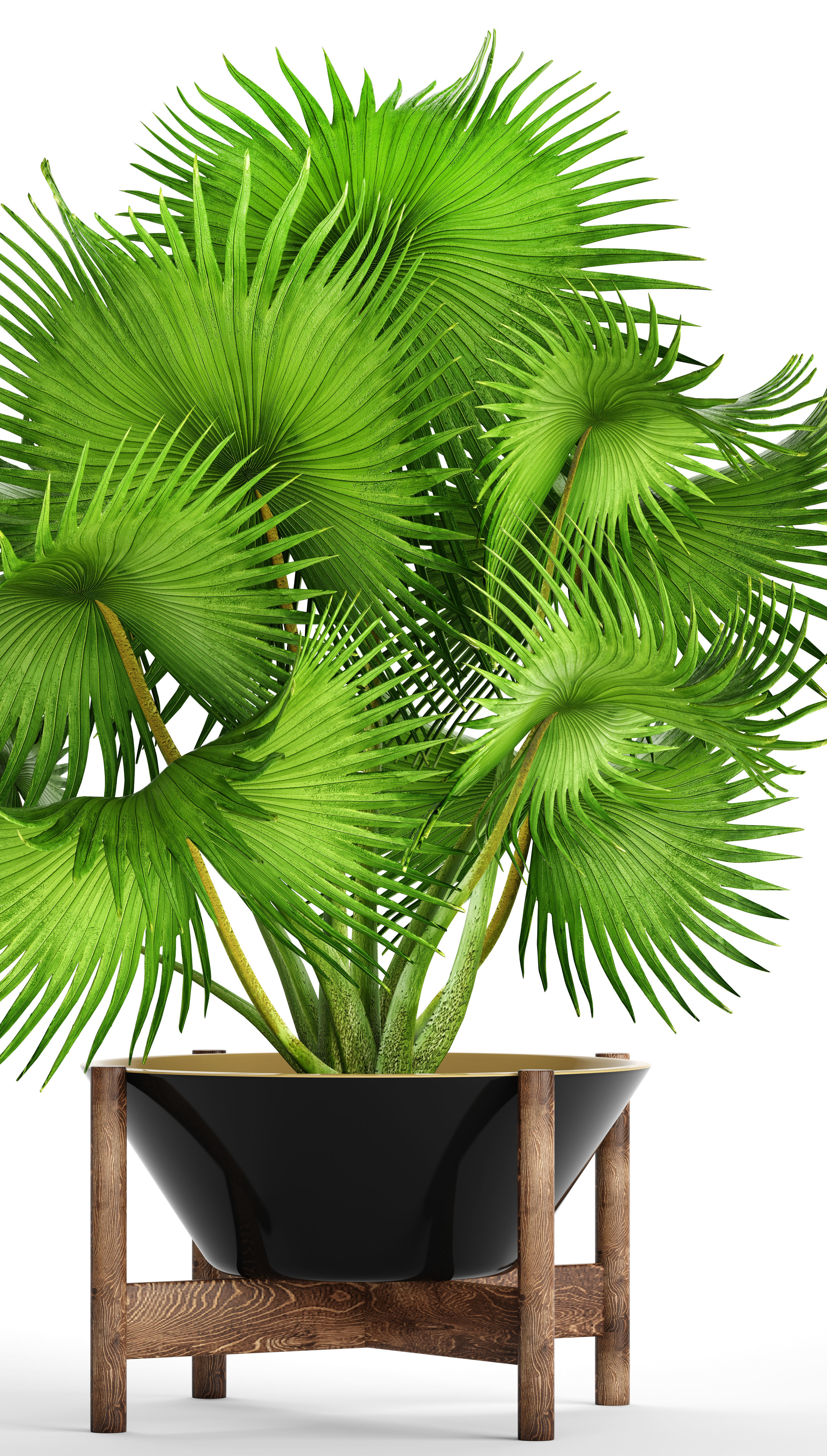 Palm tree 3D model_8