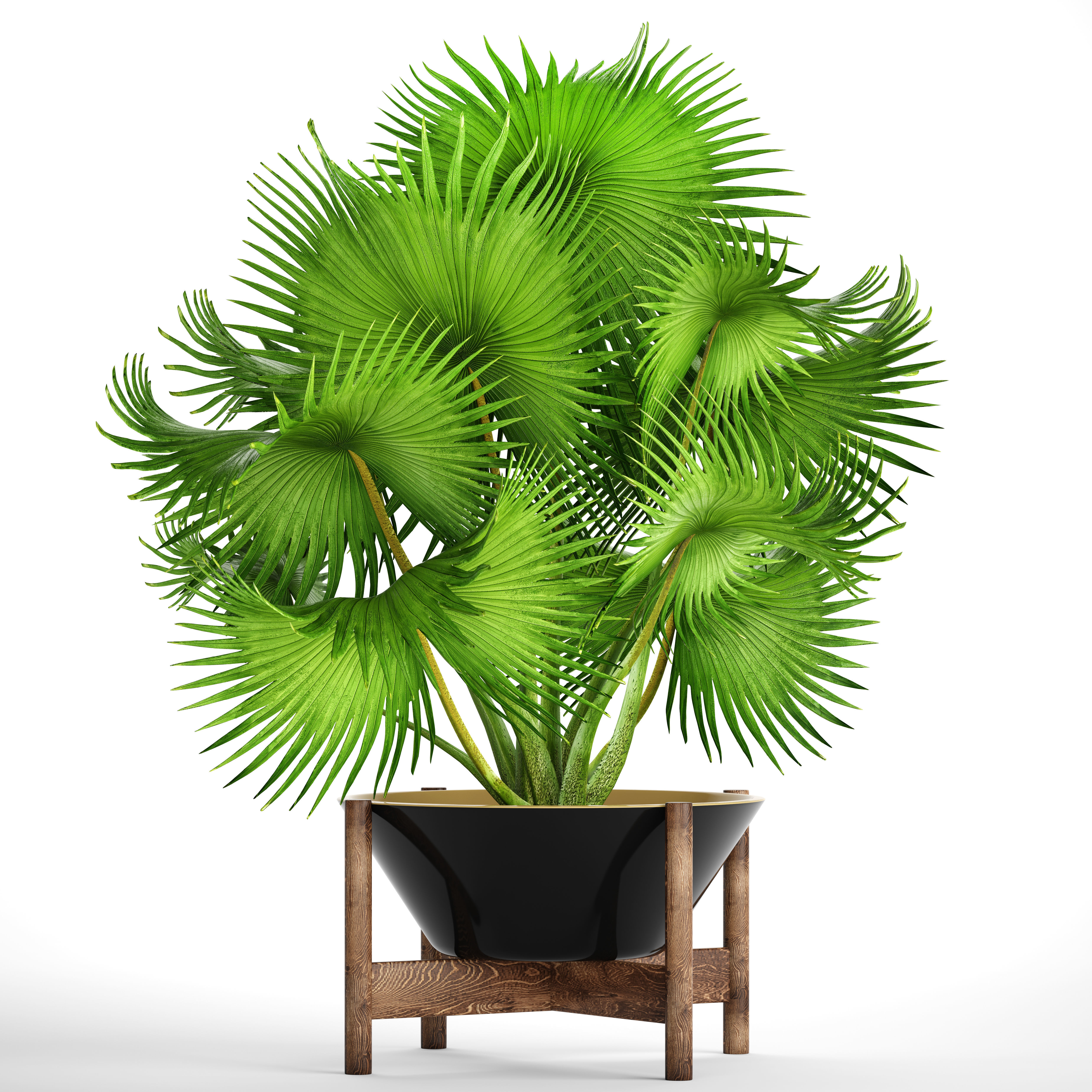 Palm tree 3D model_11