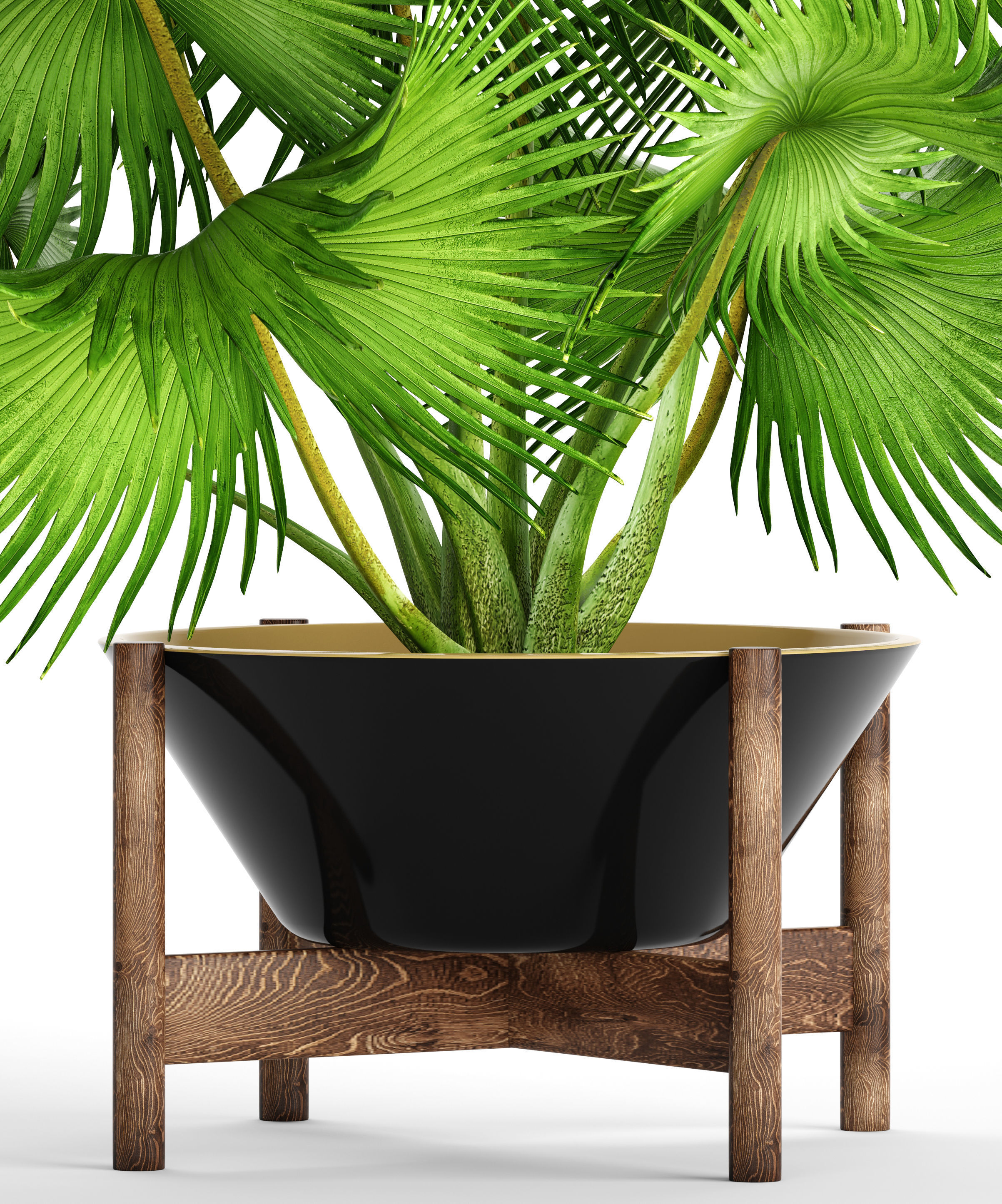 Palm tree 3D model_2
