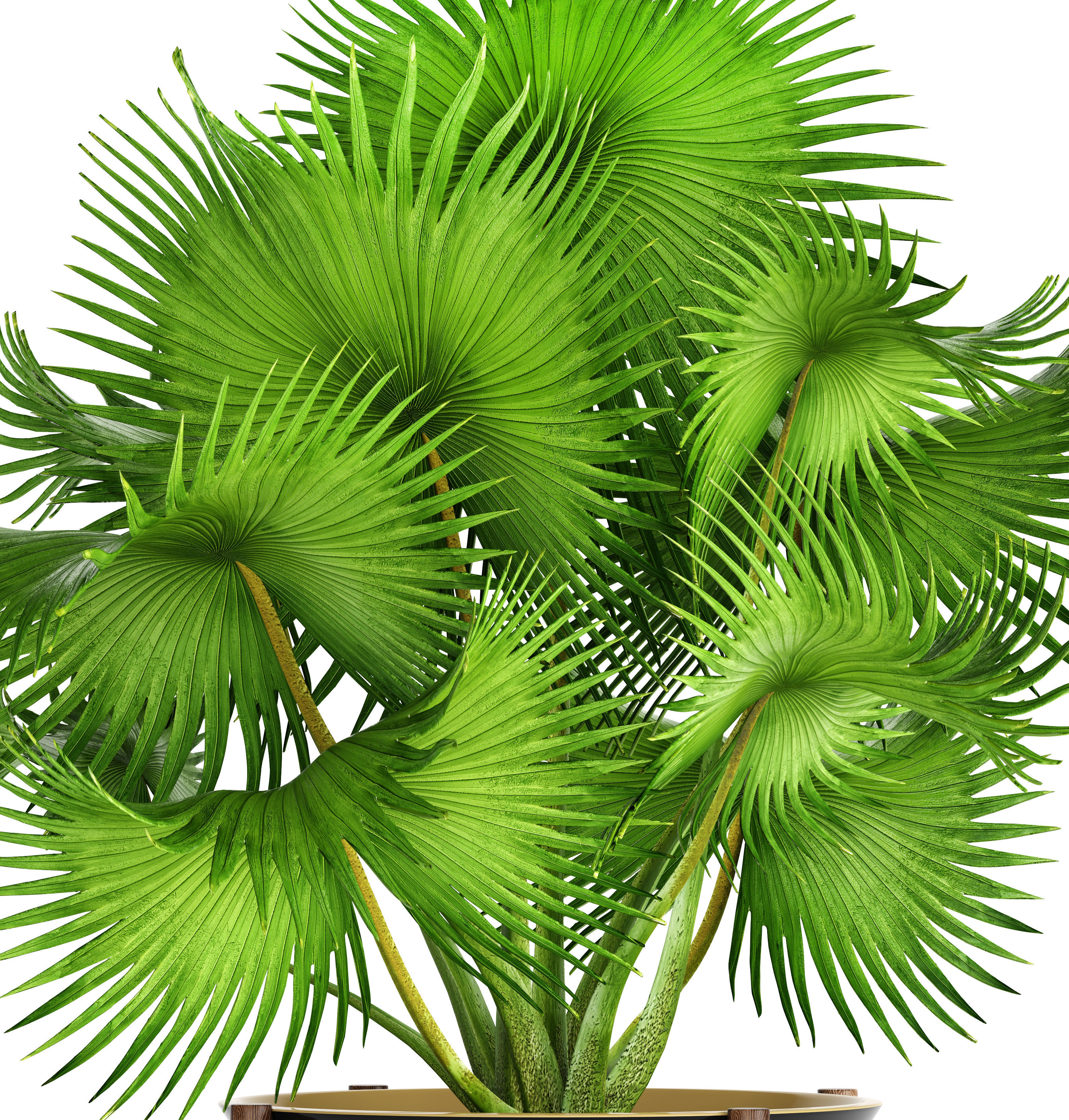 Palm tree 3D model_5