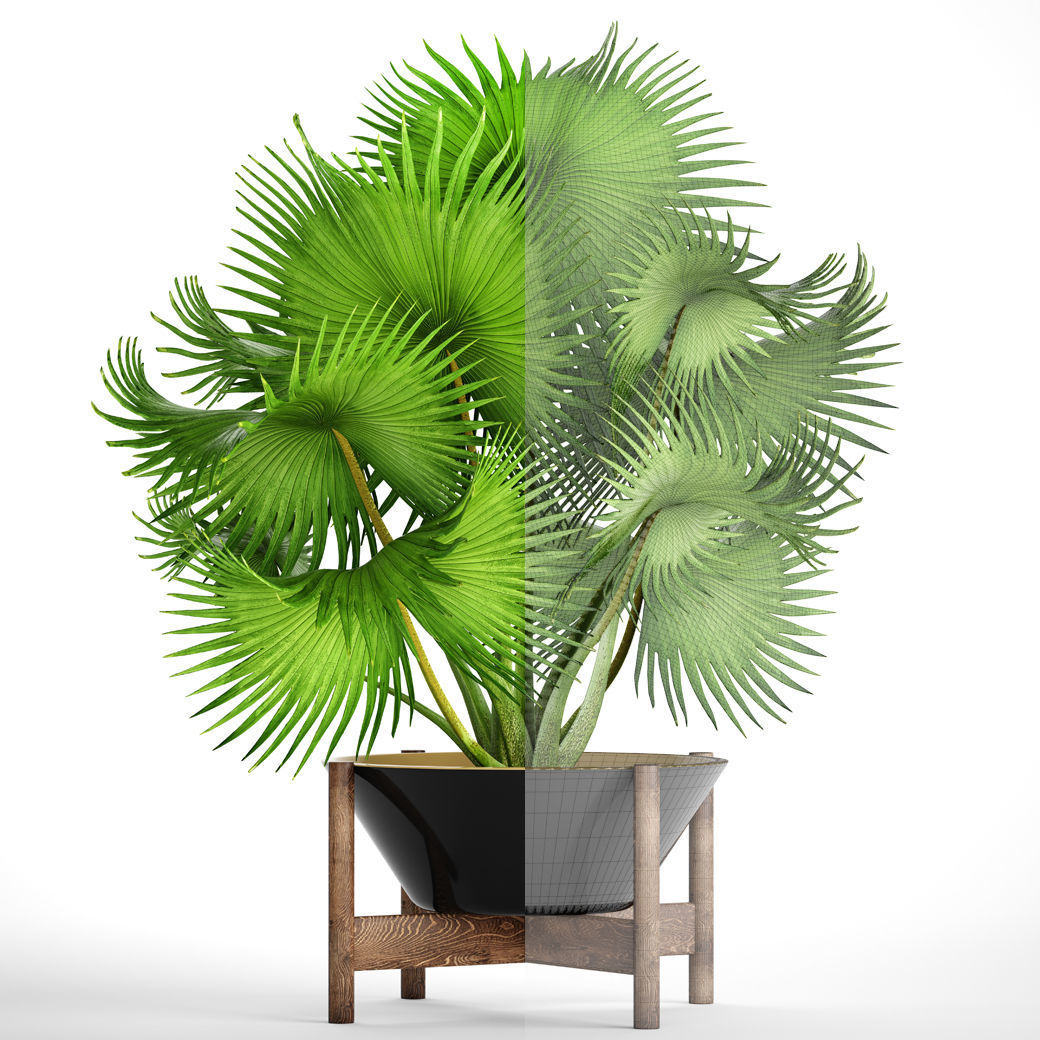 Palm tree 3D model_6
