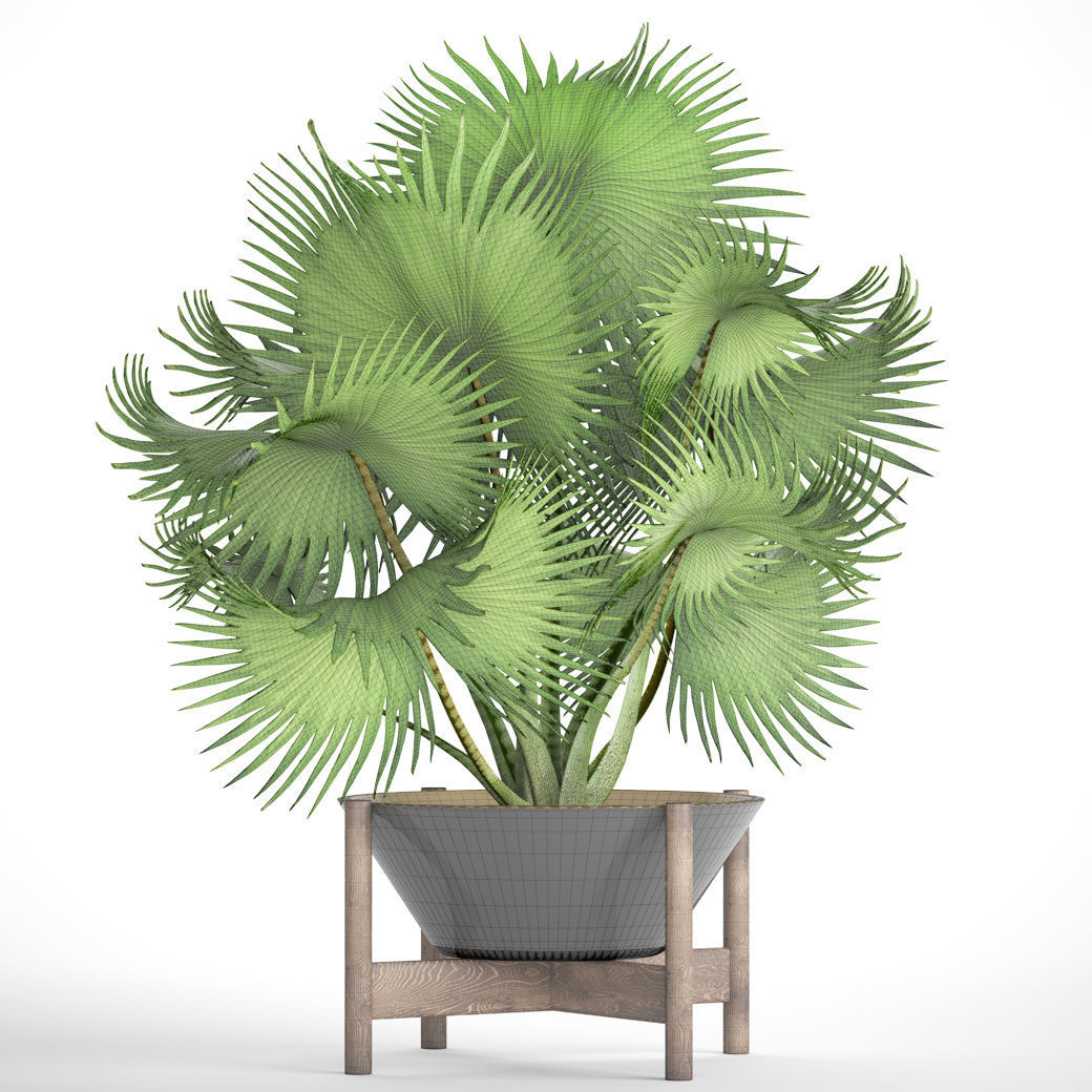 Palm tree 3D model_4