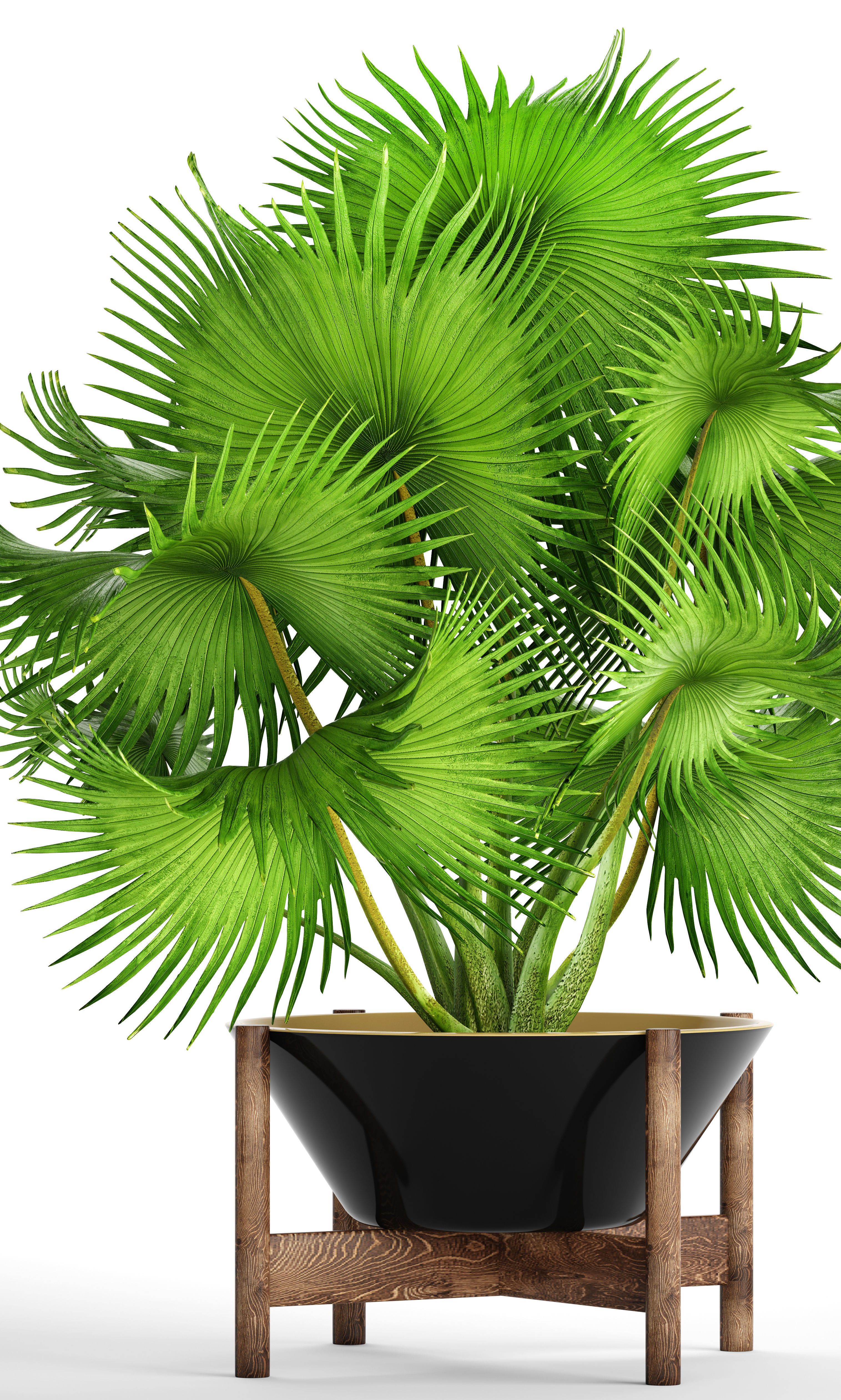 Palm tree 3D model_10