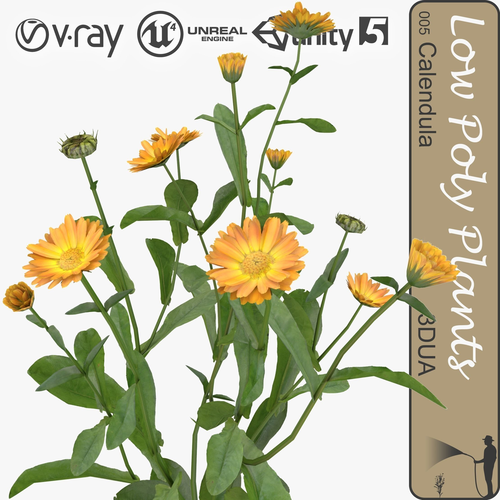 Calendula universal plant Low-poly 3D model