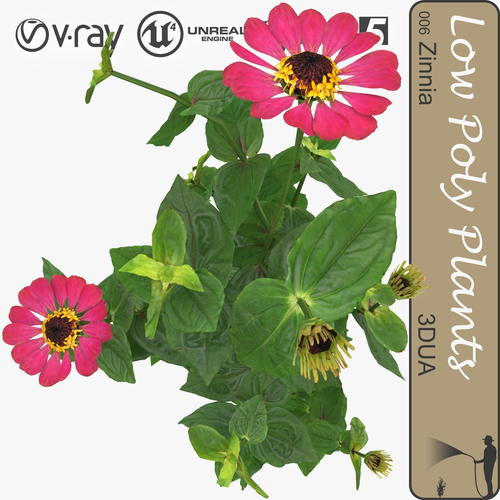 Zinnia universal plant