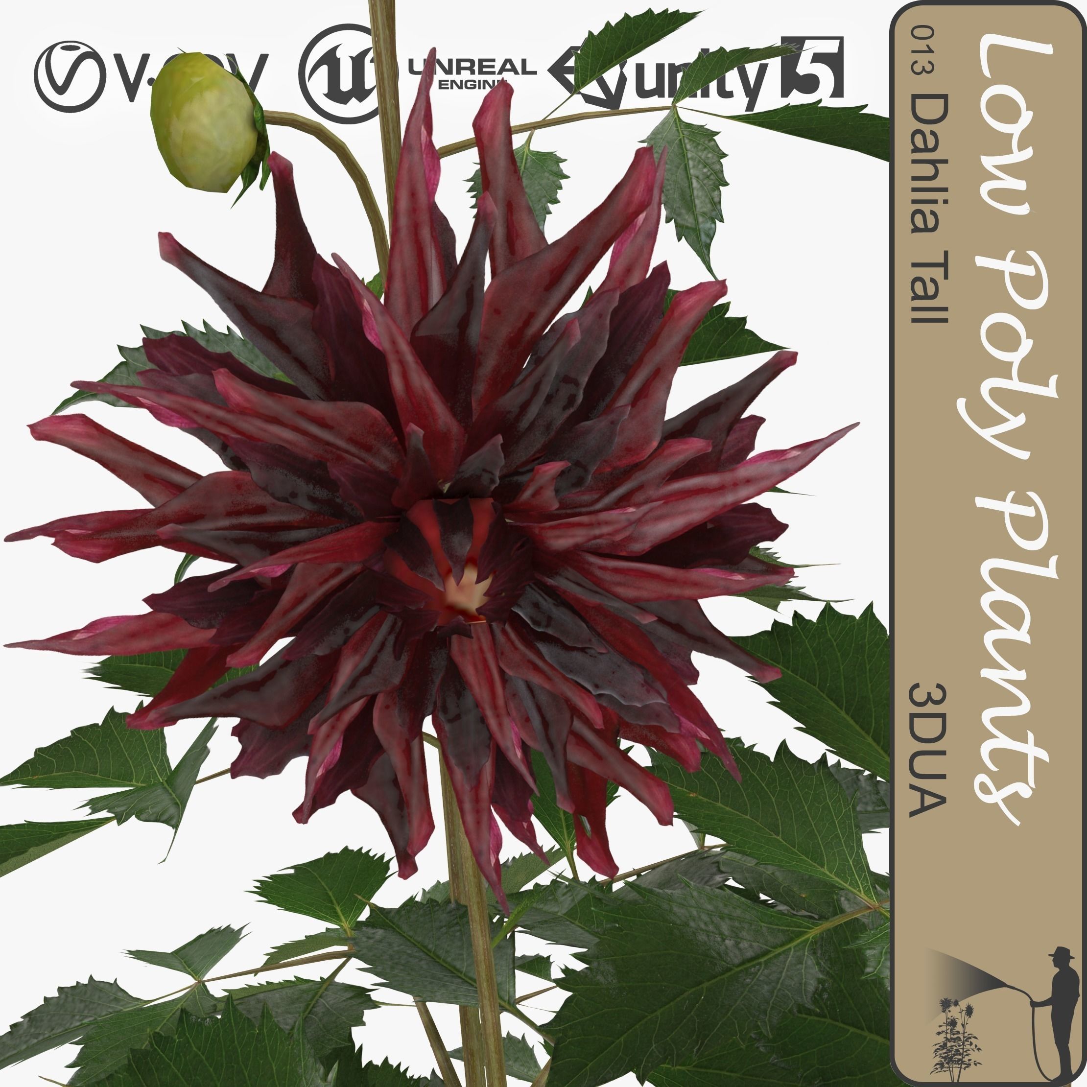 Dahlia tall universal plant Low-poly 3D model_0
