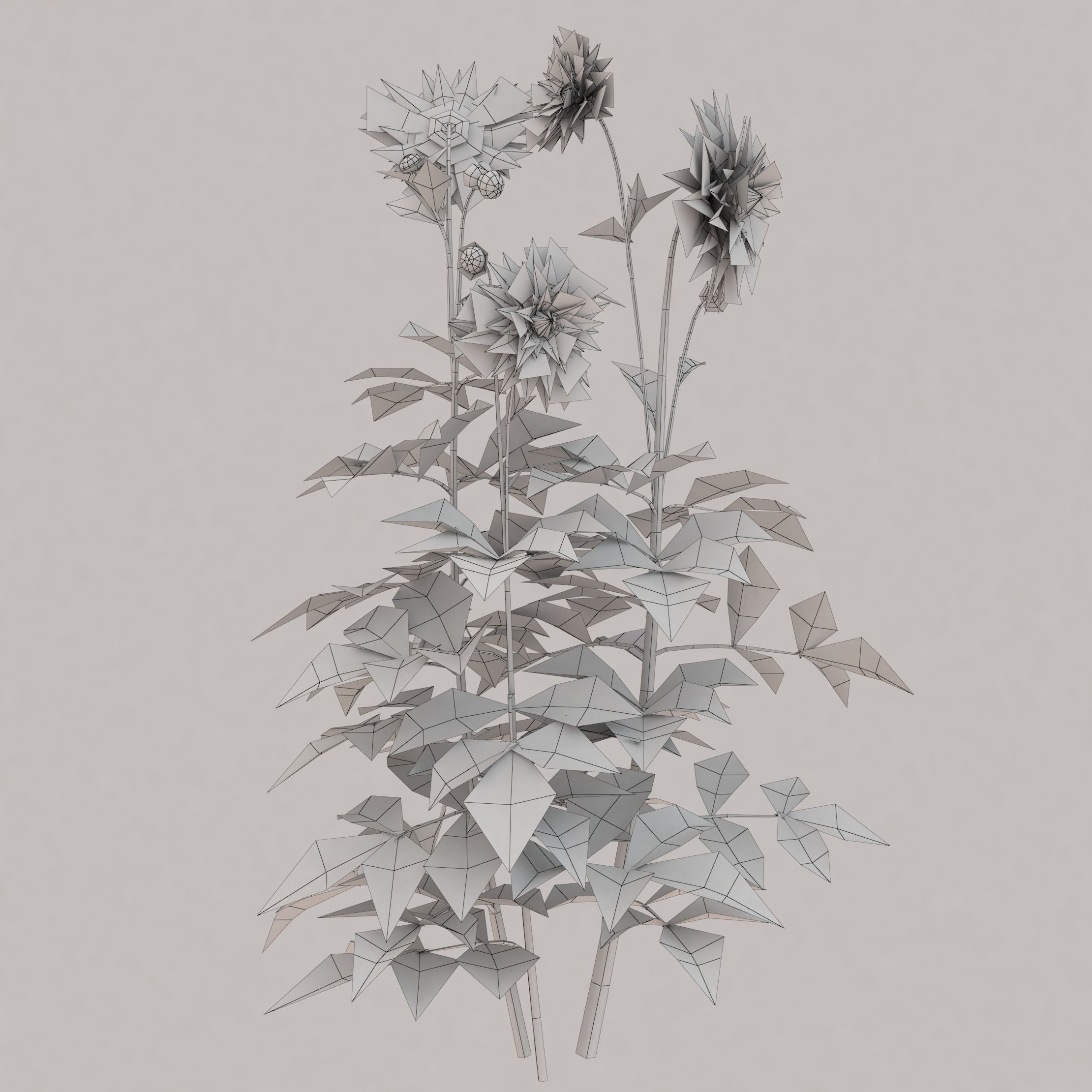 Dahlia tall universal plant Low-poly 3D model_3