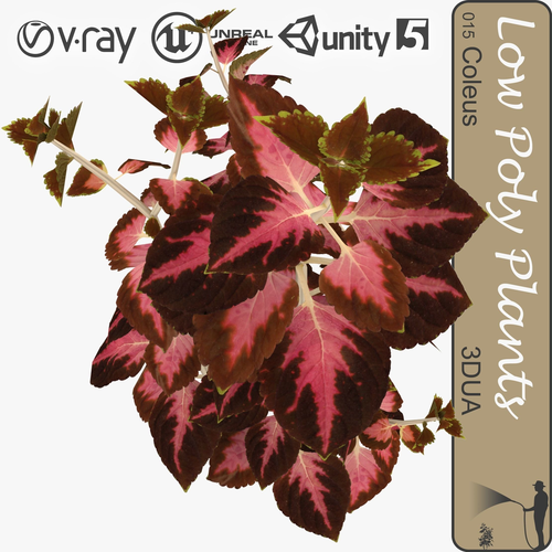 Coleus universal plant