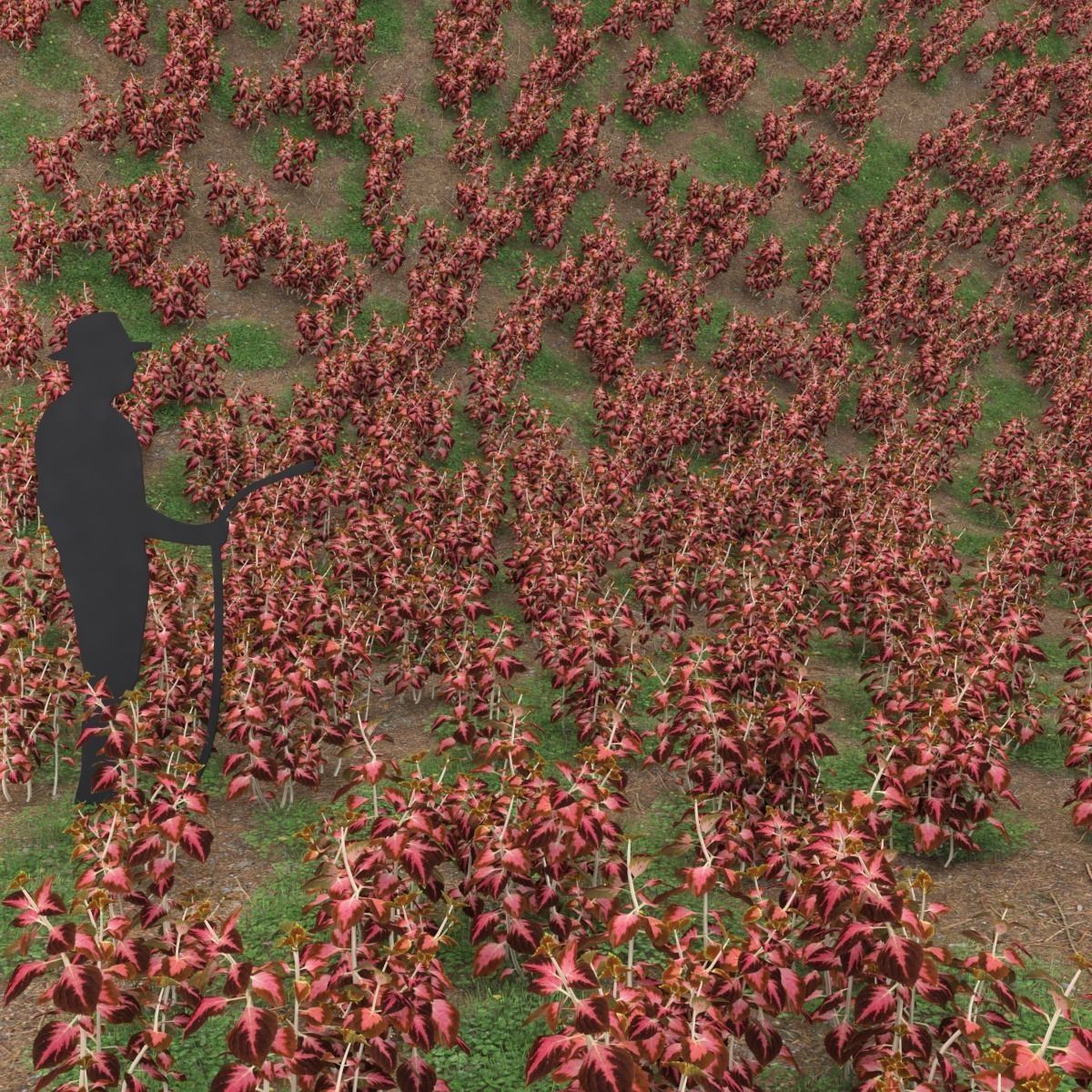 Coleus universal plant Low-poly 3D model_2