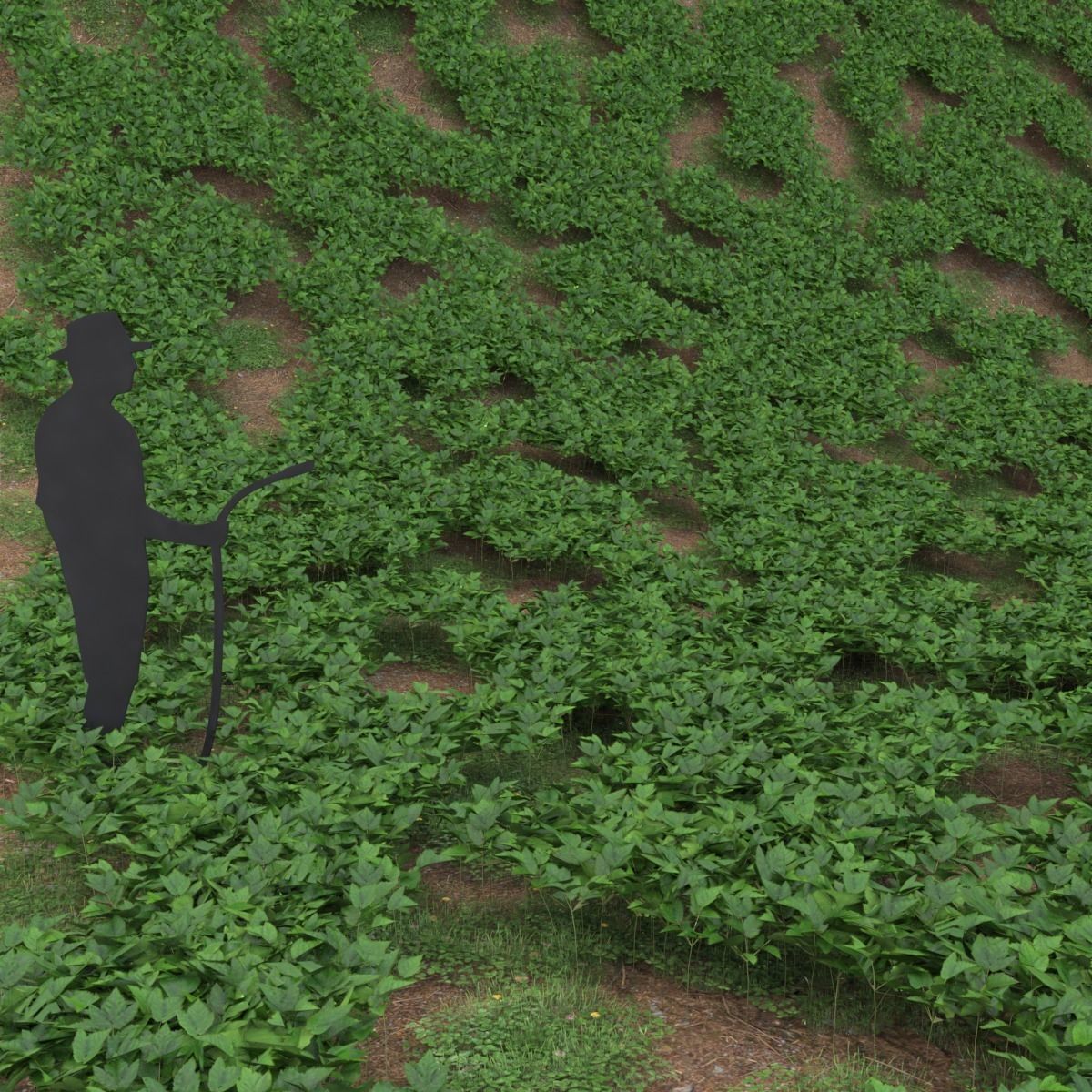 Aegopodium ground filler Low-poly 3D model_1