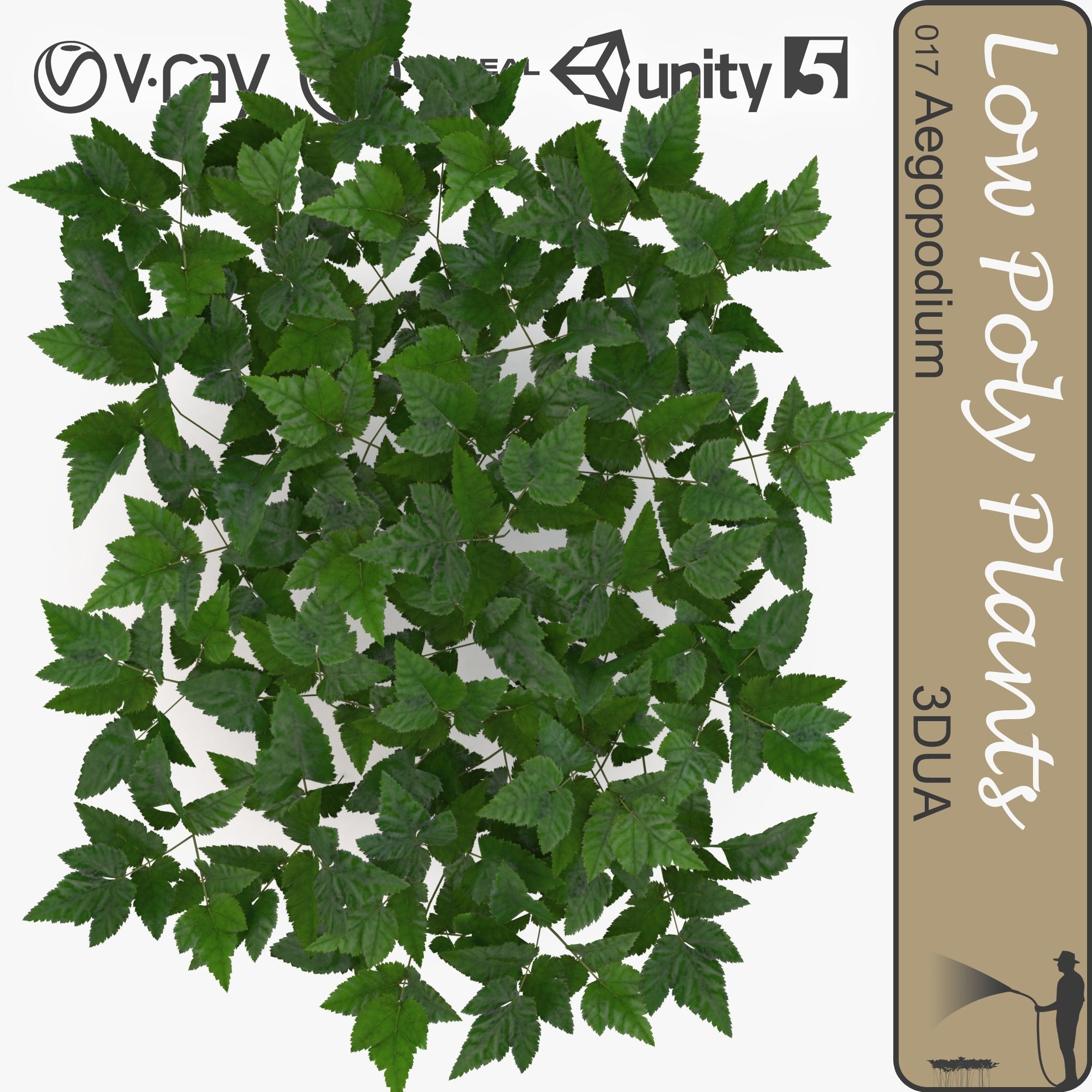 Aegopodium ground filler Low-poly 3D model_0