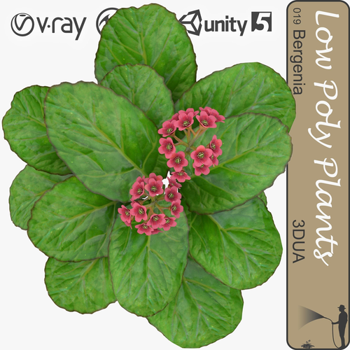 Bergenia universal plant