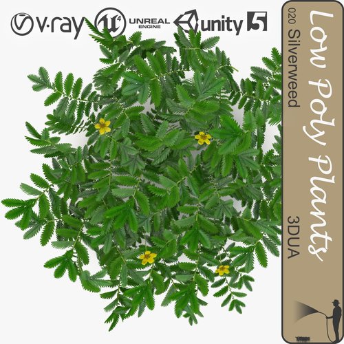 Silverweed ground filler plant Low-poly 3D model