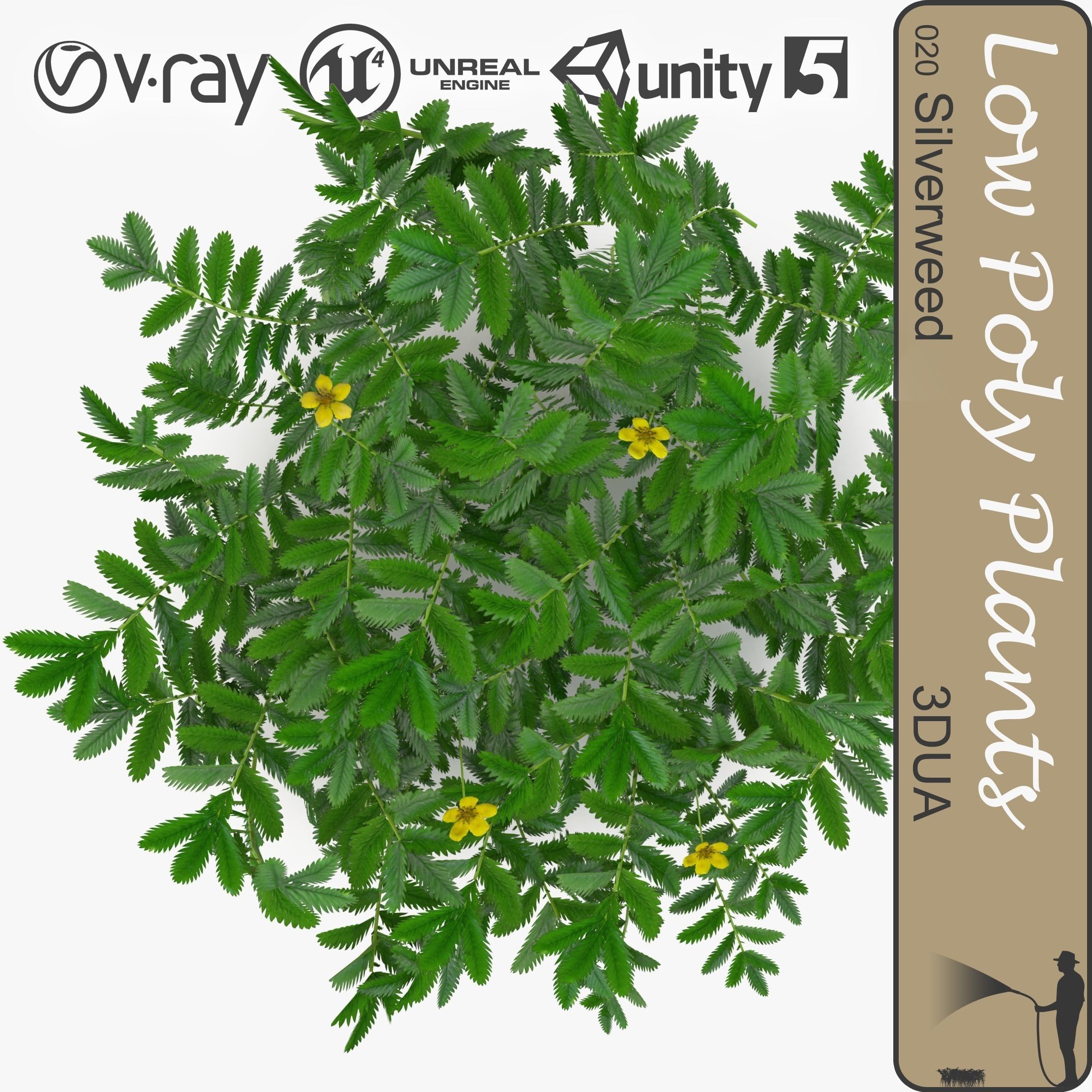 Silverweed ground filler plant Low-poly 3D model_0