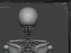 Stylized Human Skeleton 3D Model 3D model | CGTrader