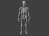 Stylized Human Skeleton 3D Model 3D model | CGTrader