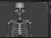 Stylized Human Skeleton 3D Model 3D model | CGTrader