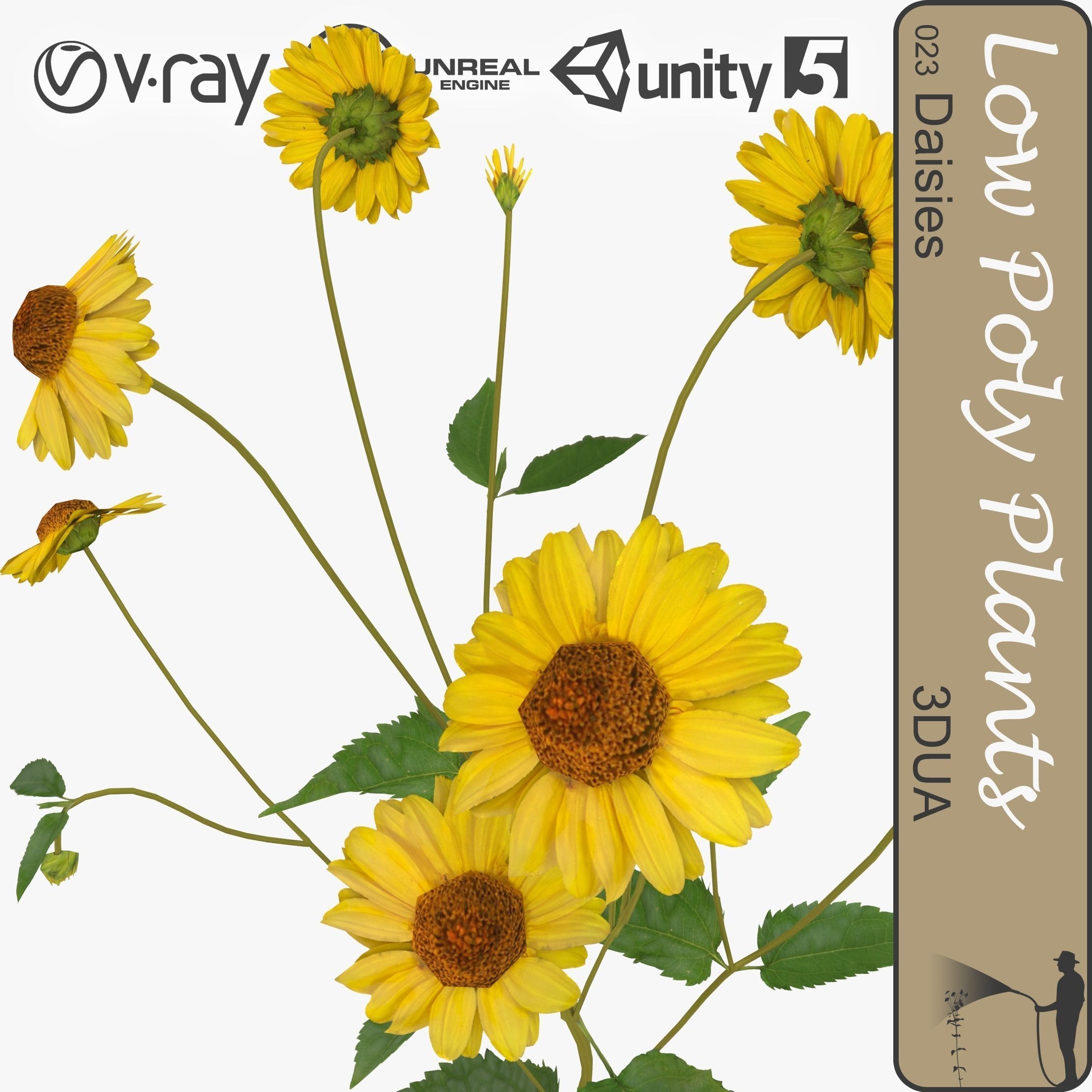 Daisies universal model Low-poly 3D model_0