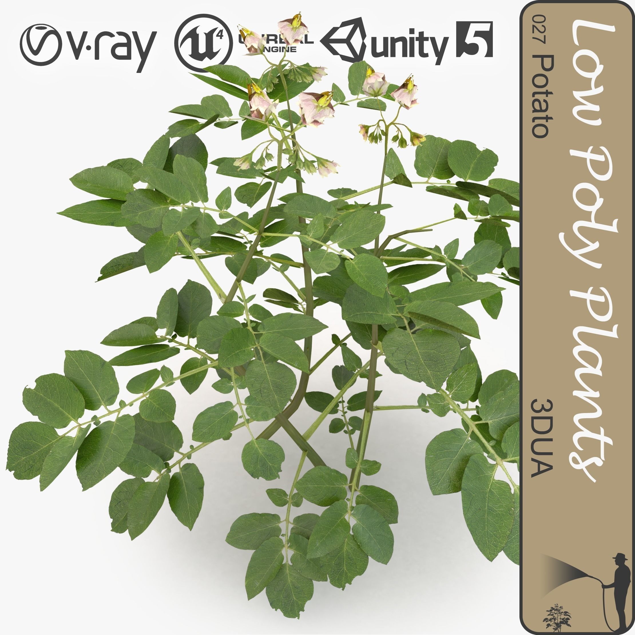 Potato plant Low-poly 3D model_0