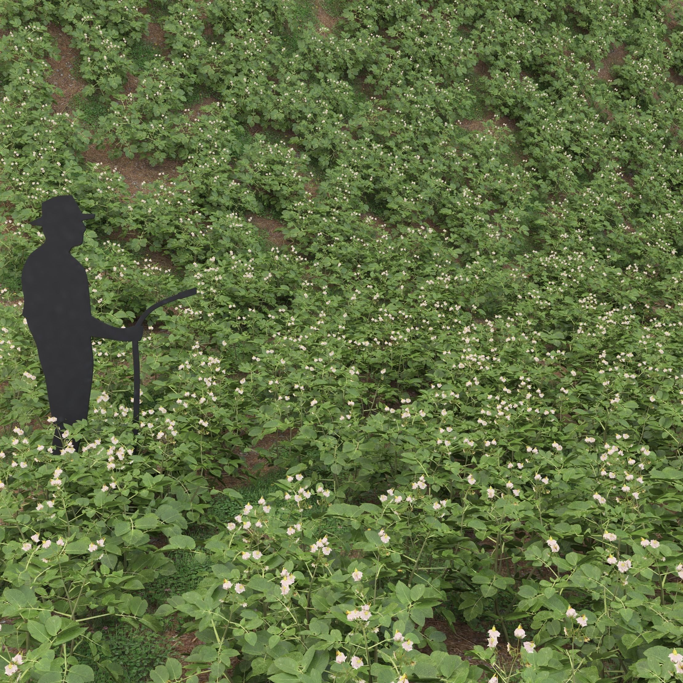 Potato plant Low-poly 3D model_2