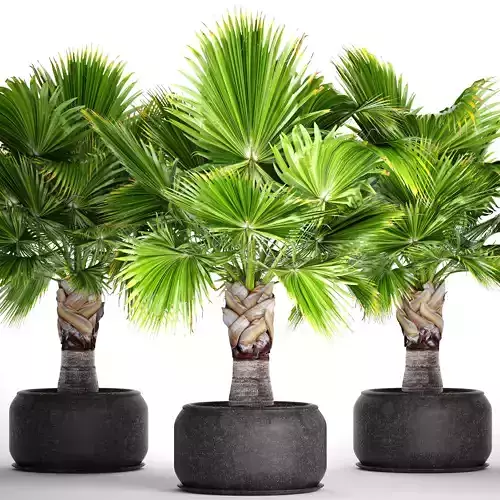 Palm tree 3D model