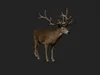 3D model Realistic Deer Stag 3D Model High-Detail Wildlife Animal VR ...
