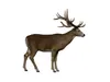3D model Realistic Deer Stag 3D Model High-Detail Wildlife Animal VR ...