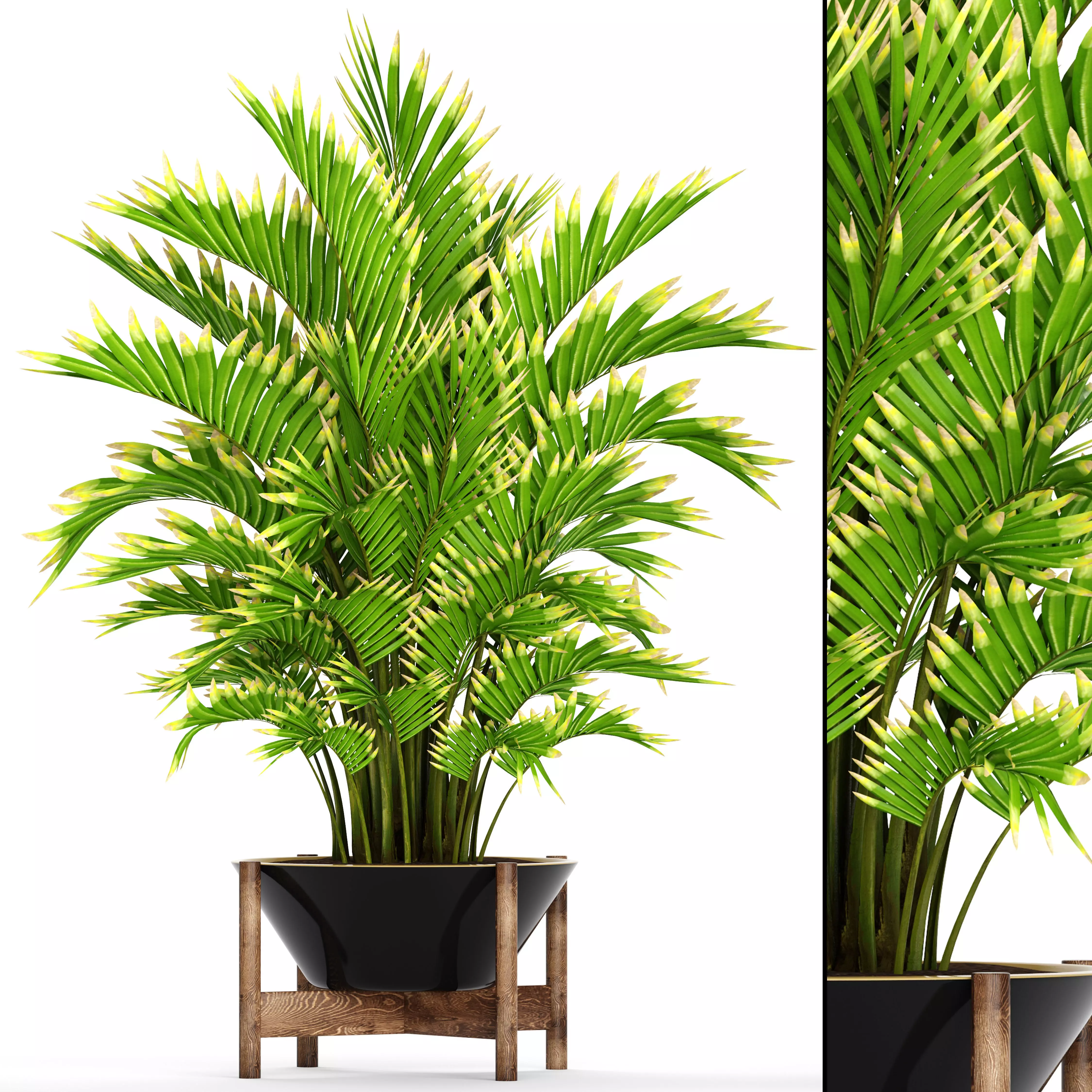 Howea Forsteriana Palm 5 3D model