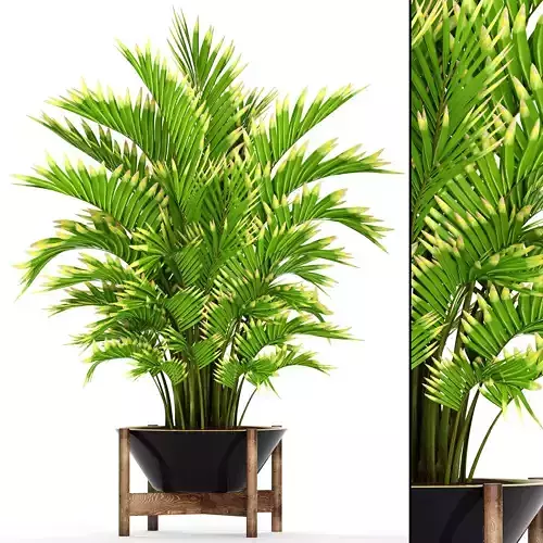 Howea Forsteriana Palm 5