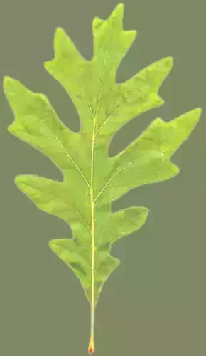 treee oak leaf