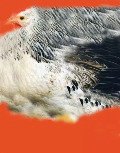 chicken Free 3D model