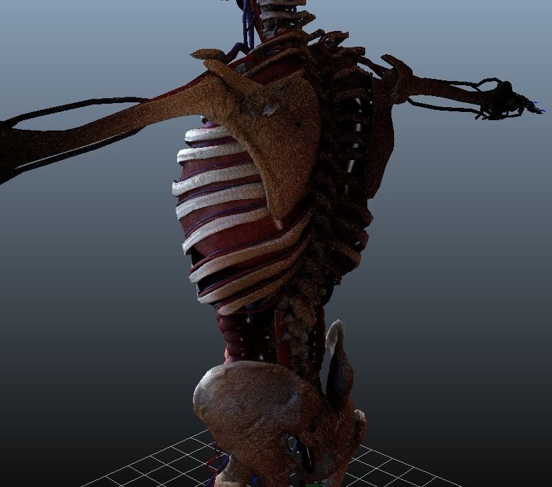 Human Torso Digestive System Low-poly 3D model_6