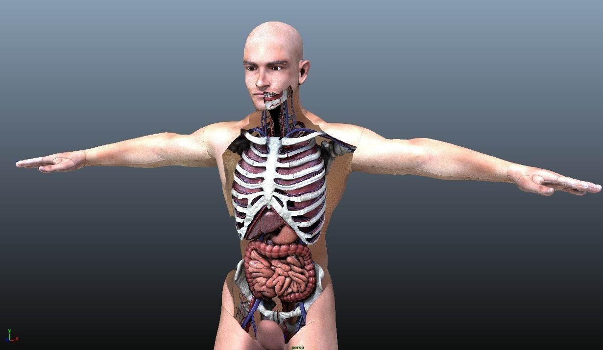 Human Torso Digestive System Low-poly 3D model_7