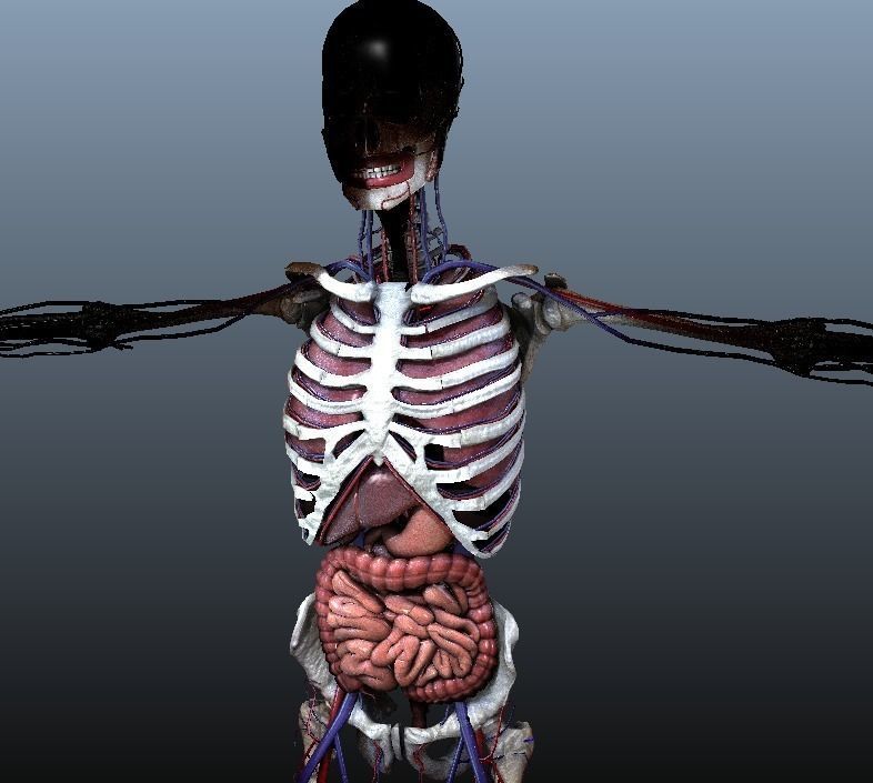 Human Torso Digestive System Low-poly 3D model_5