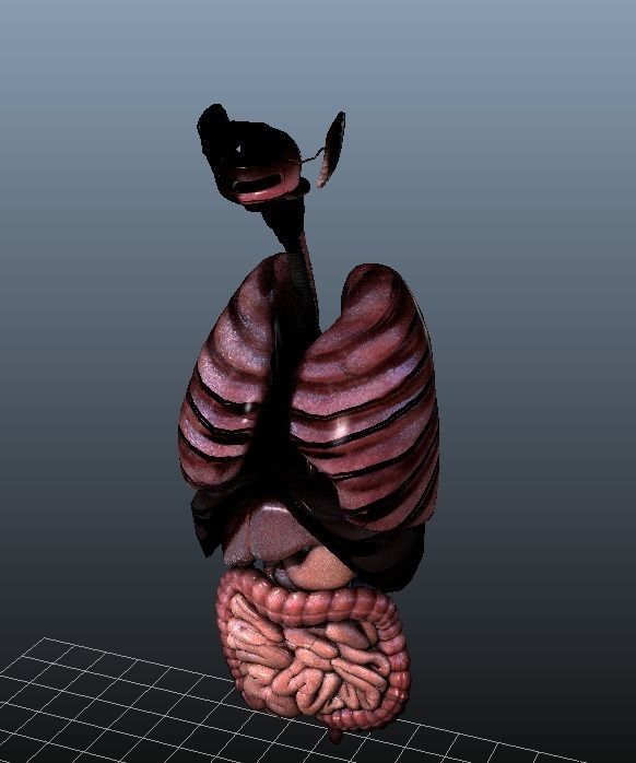 Human Torso Digestive System Low-poly 3D model_10