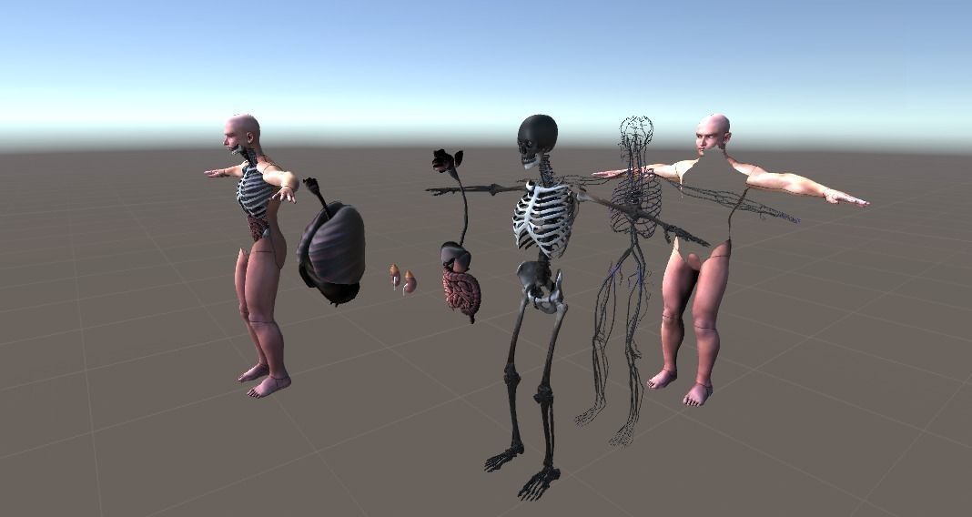 Human Torso Digestive System Low-poly 3D model_12