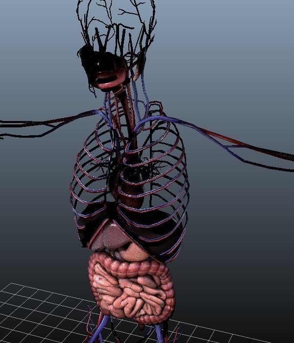 Human Torso Digestive System Low-poly 3D model_11