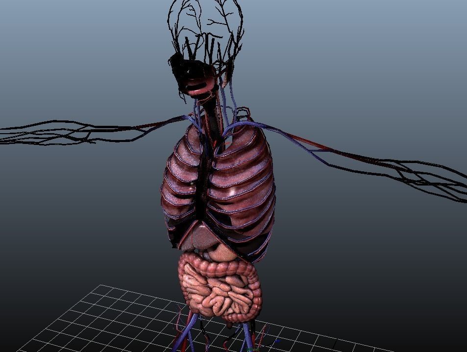 Human Torso Digestive System Low-poly 3D model_9